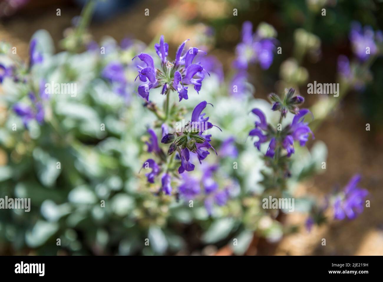 Salvia daghestanica, sage Stock Photo