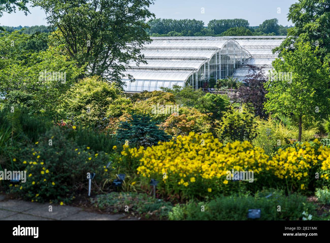 Glasshouse and Oenothera fruticosa subsp. glauca, Narrow-leaved sundrops in the foreground, RHS Wisley Gardens, Surrey, England, UK Stock Photo