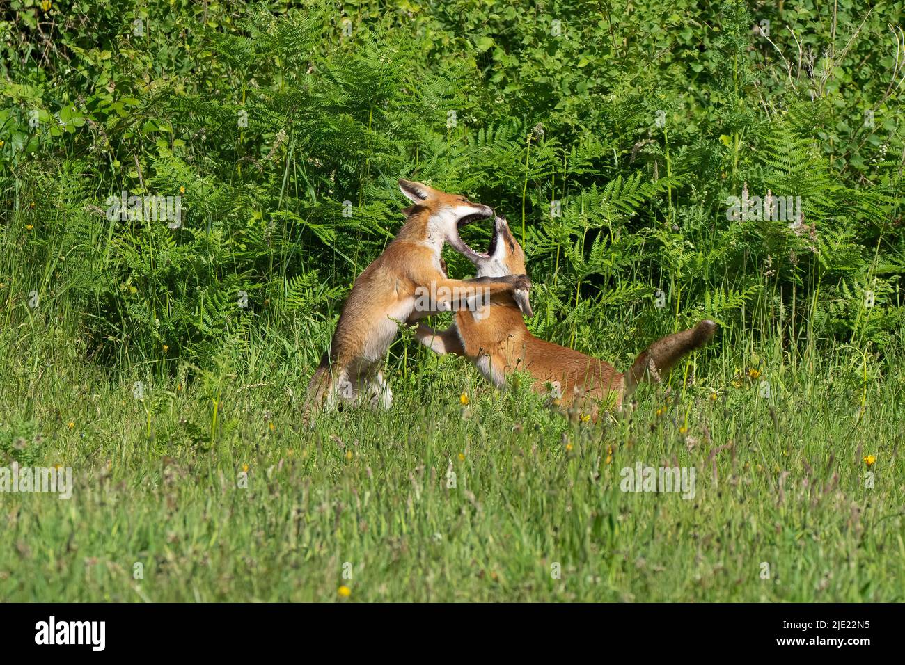 Two young red fox kits at play-Vulpes vulpes. Stock Photo