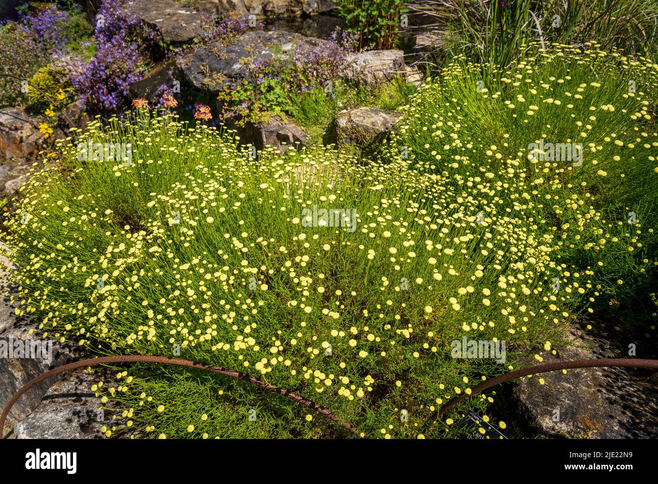 Tansy, The Rock Garden, RHS Wisley Gardens, Surrey, England, UK Stock Photo