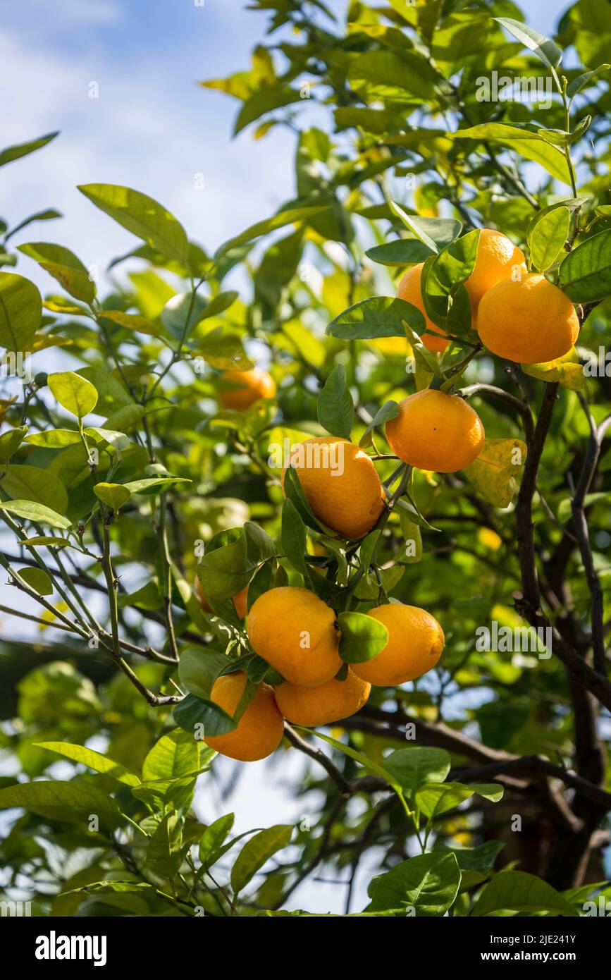 Citrus x uranium Tangelo Group 'Orlando' Stock Photo