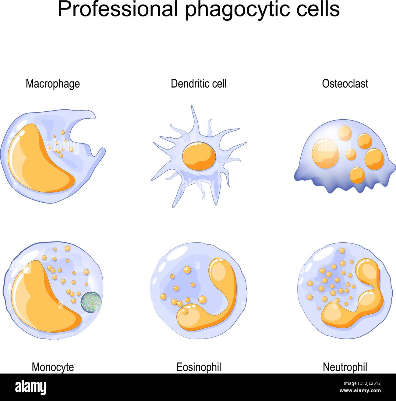 Phagocytosis. Professional phagocytic cells. Neutrophils, macrophages, monocytes, dendritic cells, osteoclasts and eosinophils are immune response Stock Vector