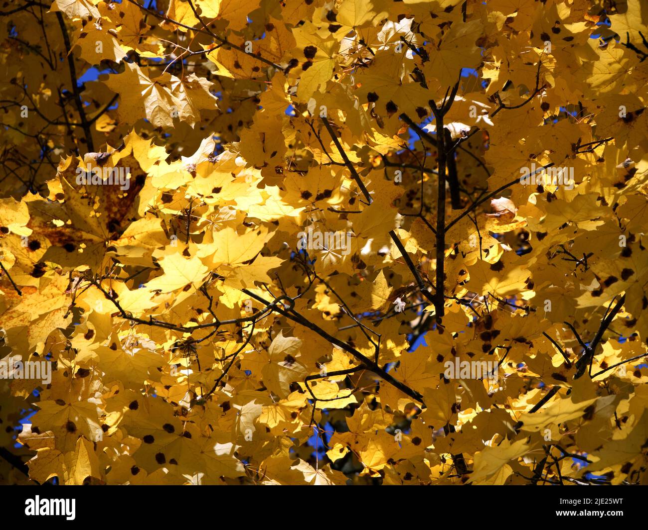 There are many golden maple leaves on the branches of the tree.  Autumn foliage. Stock Photo