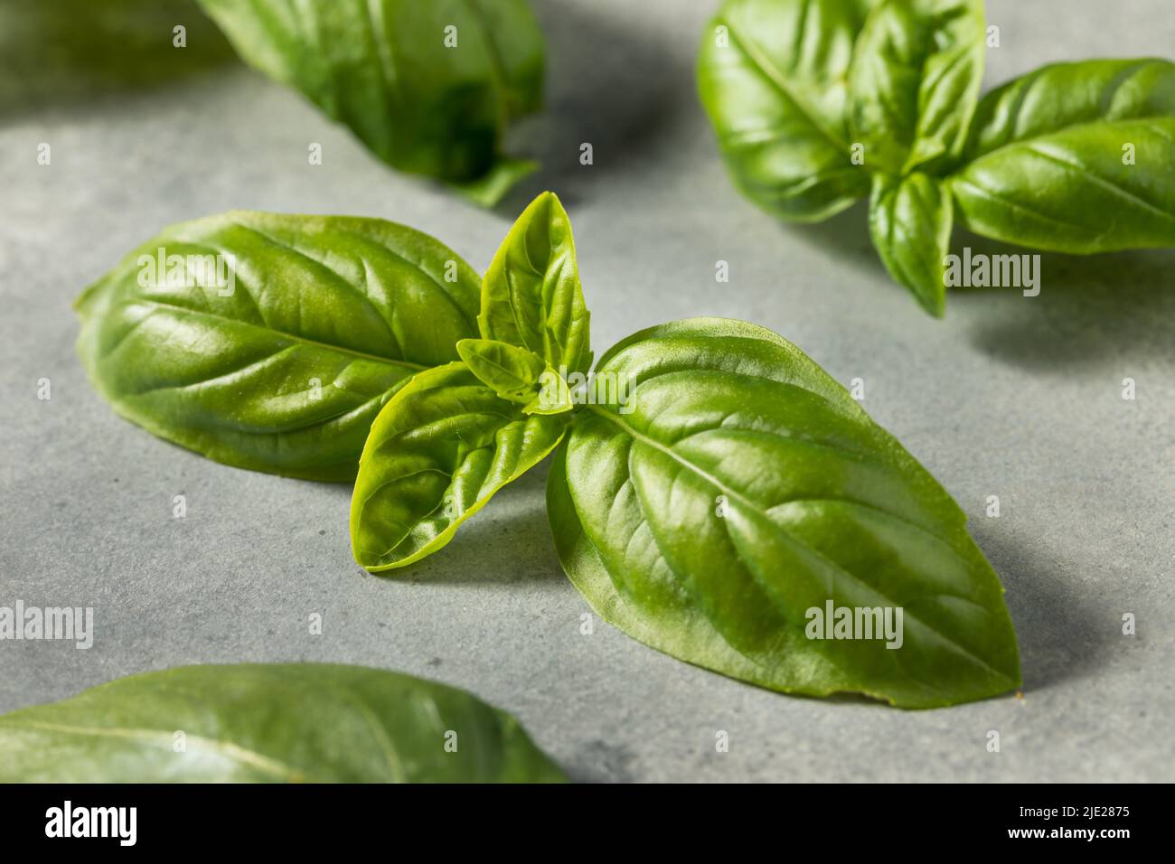 Raw Green Organic Italian Basil Leaves Ready to Cook With Stock Photo