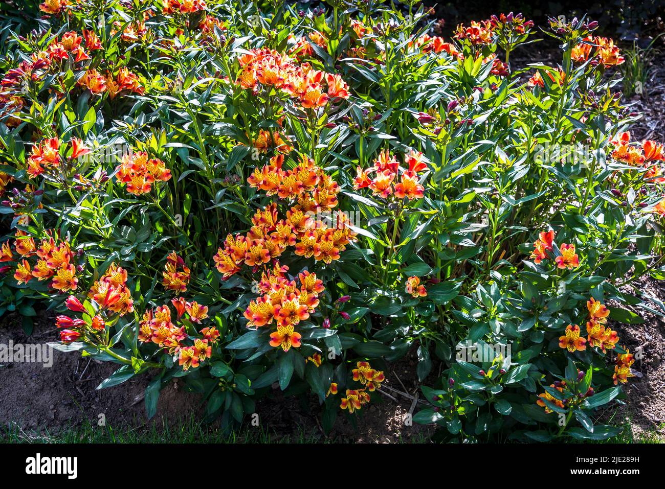 Alstroemeria (Indian summer) + Toronto' (Summer Paradise Series), Peruvian lily Stock Photo