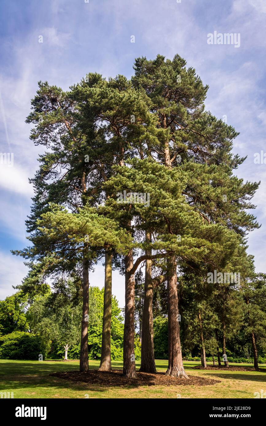 A copse of pine trees at the Seven Acres, Wisley Garden, Surrey, UK ...