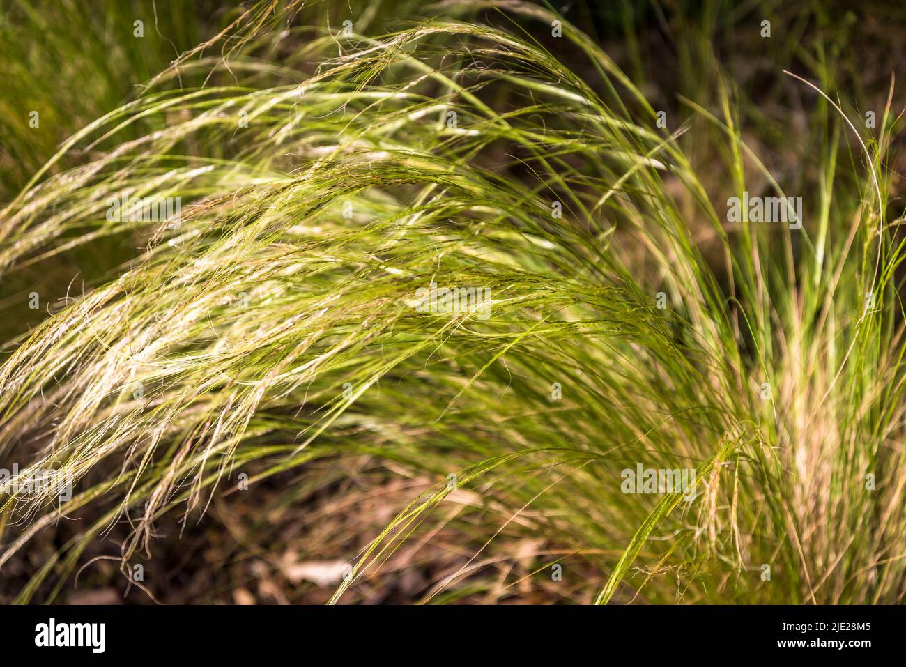 Ornamental grass, Needle grasses, Stipa, Stock Photo