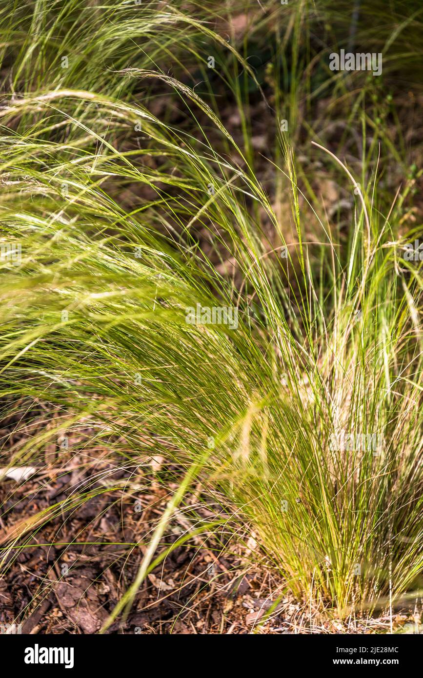 Ornamental grass, Needle grasses, Stipa, Stock Photo