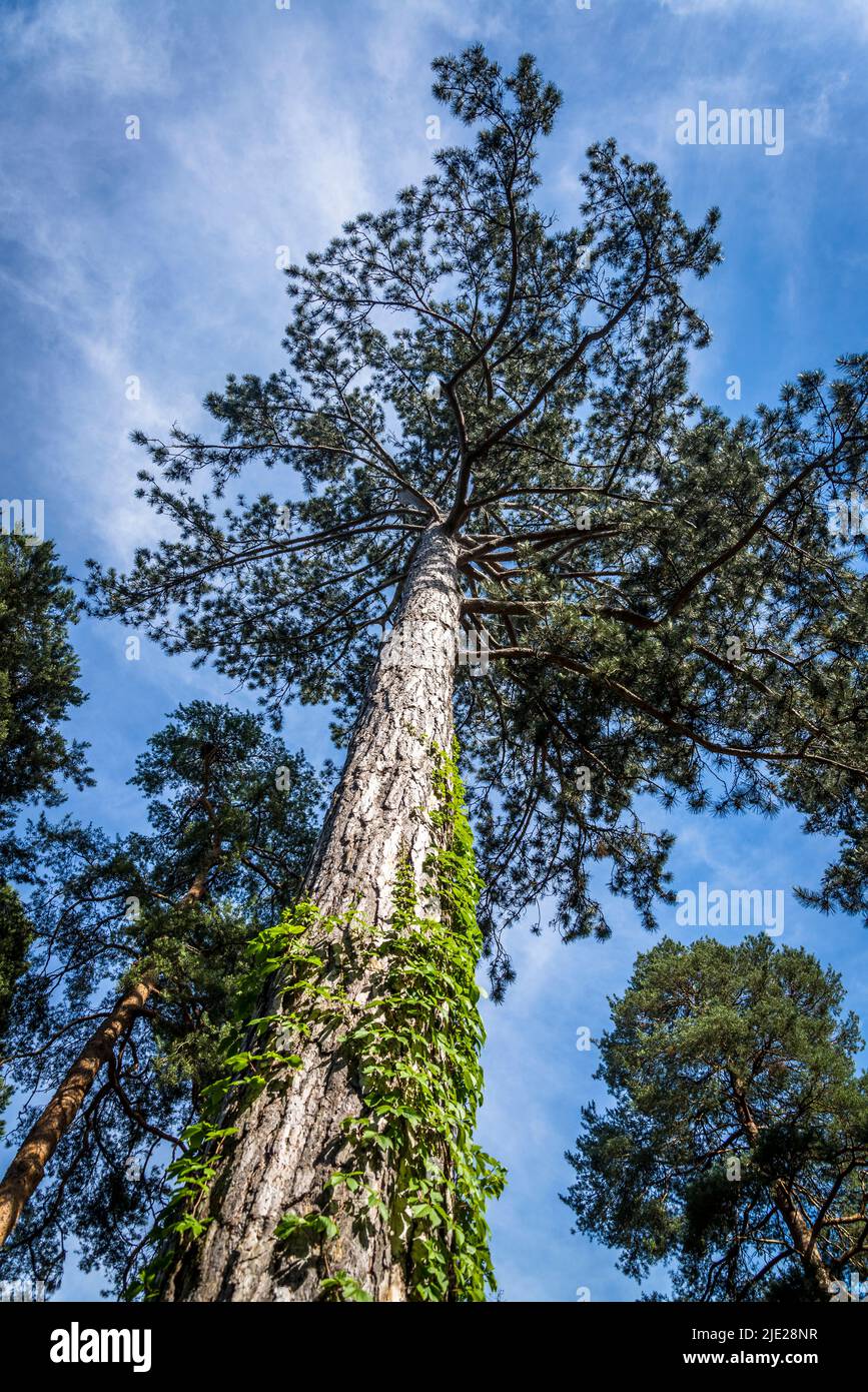 Pinus nigra, the Austrian pine or black pine Stock Photo