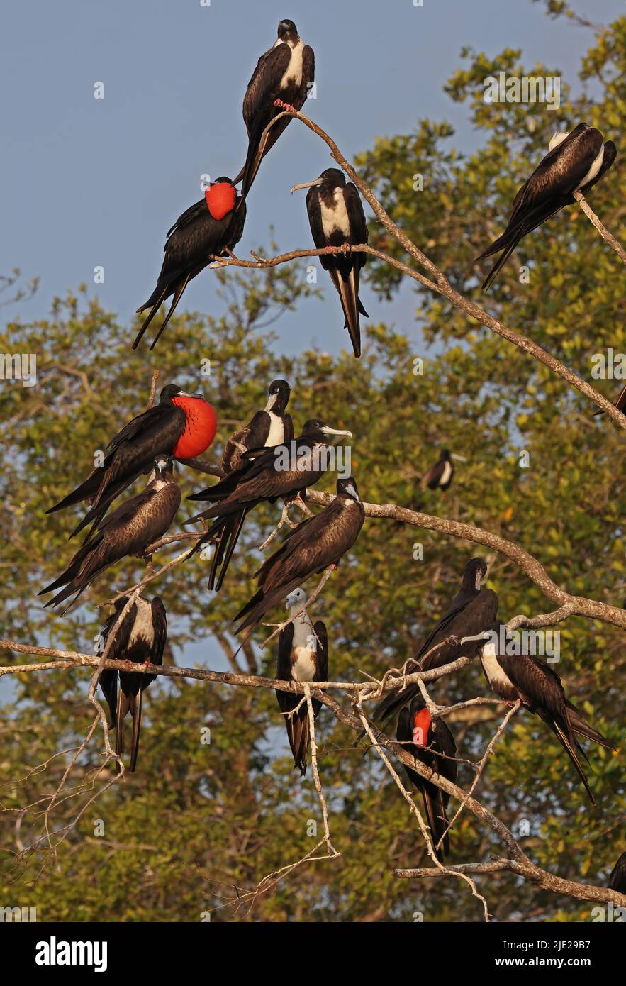 Magnificent Frigatebird (Fregata magnificens rothschildi) group of adults in dead tree, males with inflated pouches Carara, Costa Rica            Marc Stock Photo