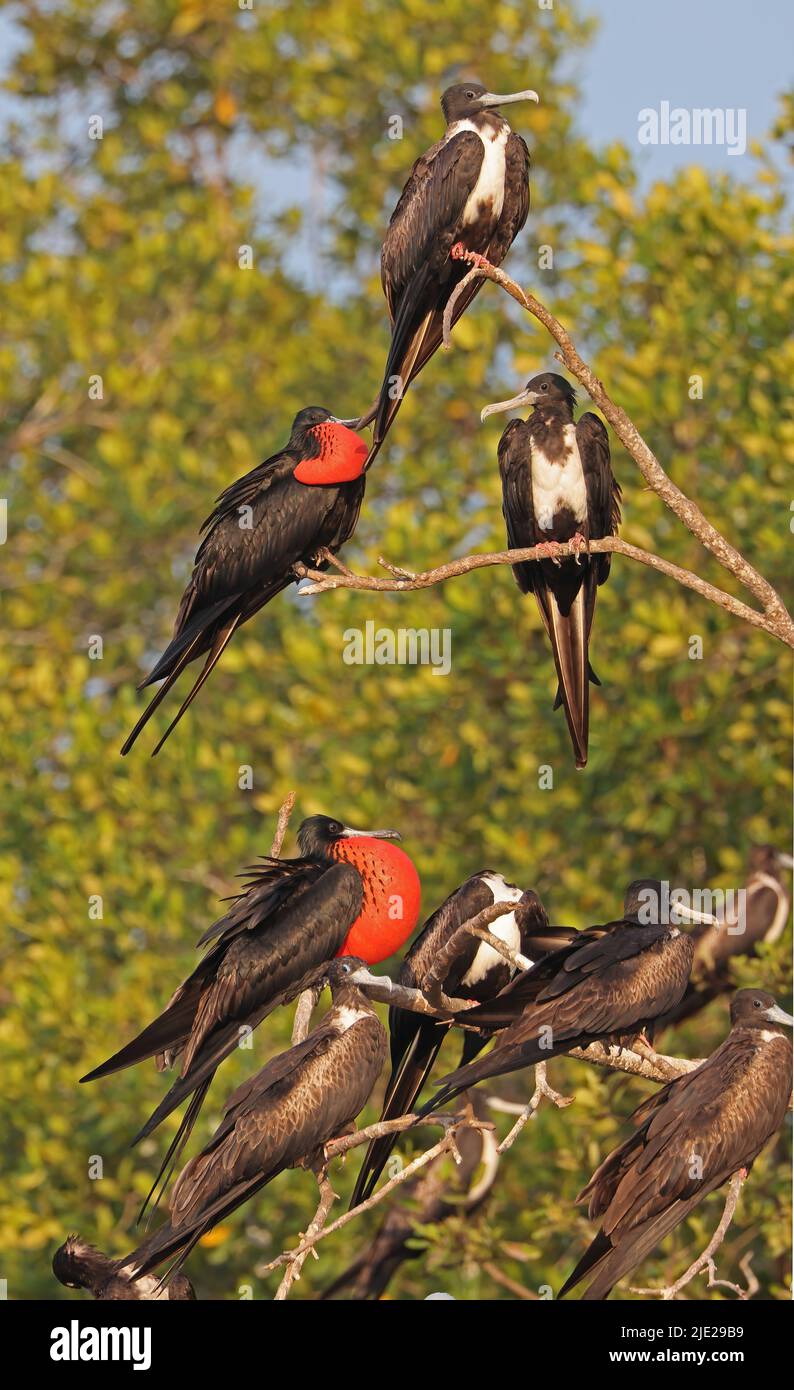 Magnificent Frigatebird (Fregata magnificens rothschildi) group of adults in dead tree, males with inflated pouches Carara, Costa Rica            Marc Stock Photo