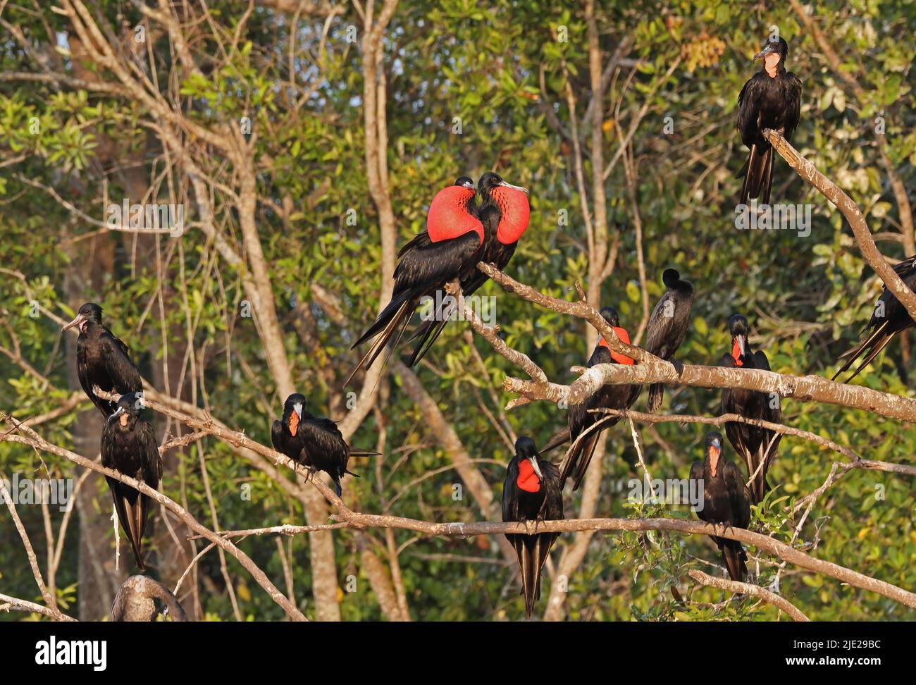 Magnificent Frigatebird (Fregata magnificens rothschildi) group of males in dead tree with inflated pouches Carara, Costa Rica            March Stock Photo