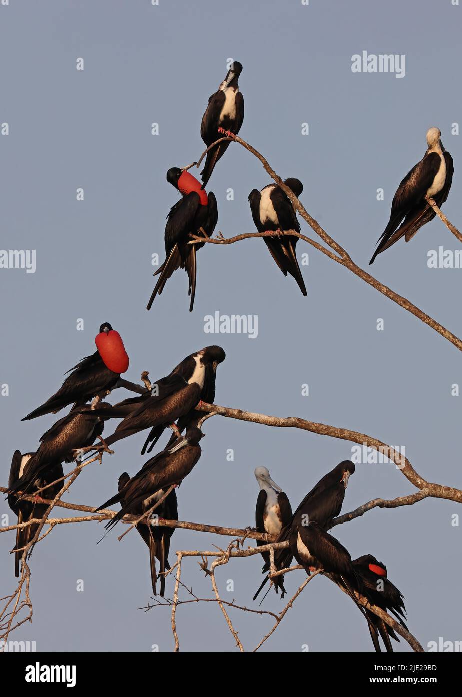 Magnificent Frigatebird (Fregata magnificens rothschildi) group of adults in dead tree, males with inflated pouches Carara, Costa Rica            Marc Stock Photo