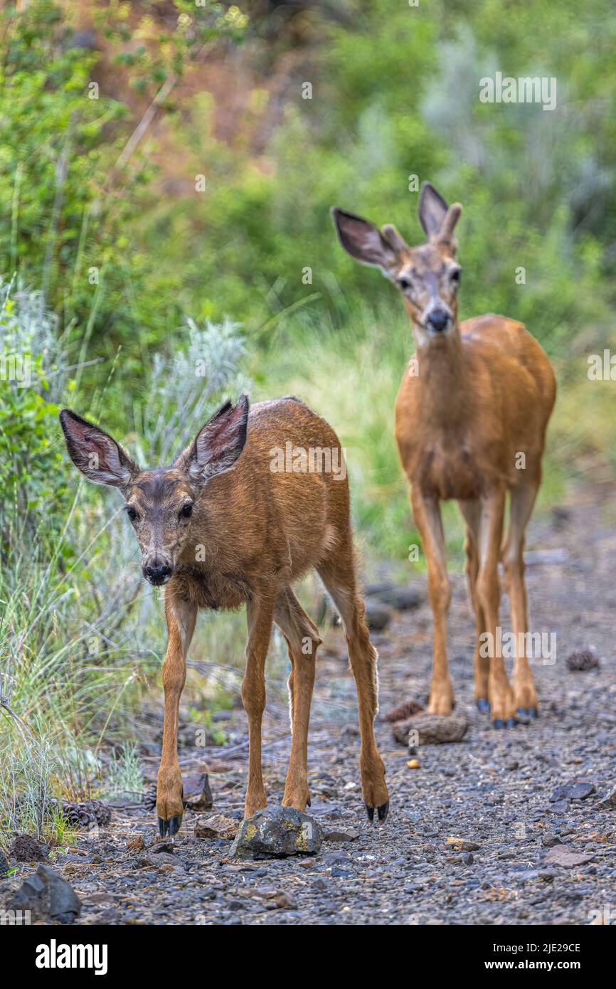 Two Mule Deers (Odocoileus hemionus) on a Leisurely Walk. Stock Photo