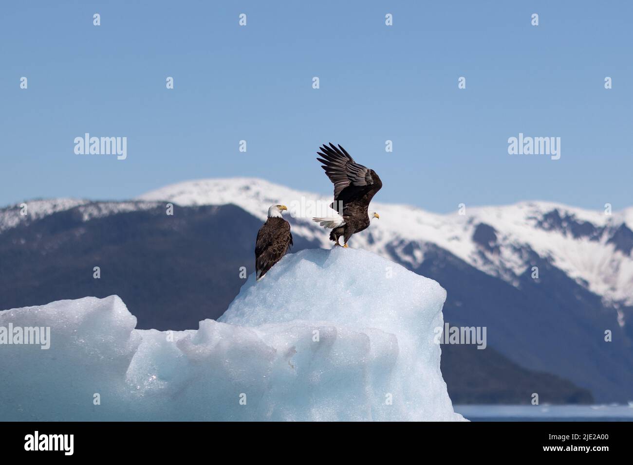 An eagle in flight, with mountains in the background. Stock Photo