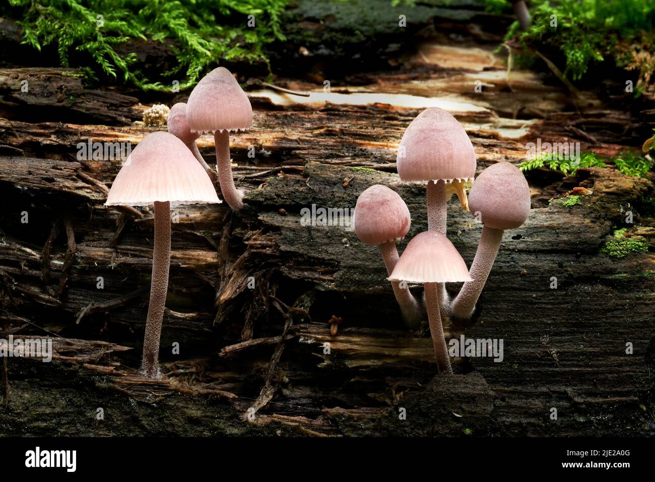 Wildlife of Europe- edible and inedible mushrooms growing in forest. Stock Photo