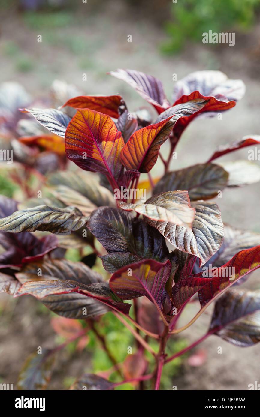 Red leaf vegetable amaranth (amaranthus lividus var. rubrum) plant in a garden. Stock Photo