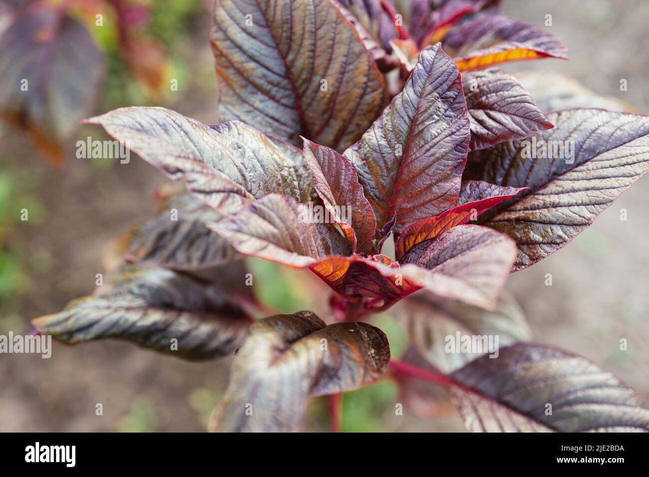 Red leaf vegetable amaranth (amaranthus lividus var. rubrum) plant in a garden. Stock Photo