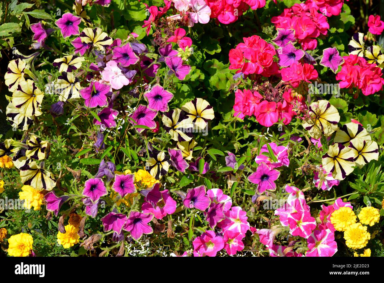 Many varieties of petunias in a french garden Stock Photo