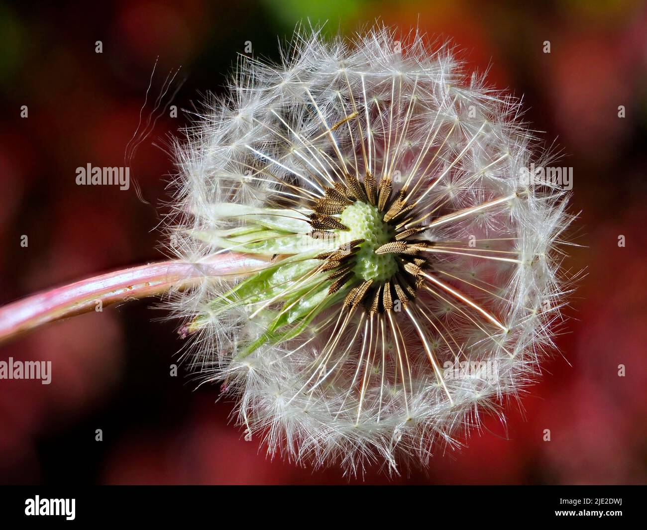 Macro of an inside cut of dandelion (Taraxacum) and seeds on red background Stock Photo