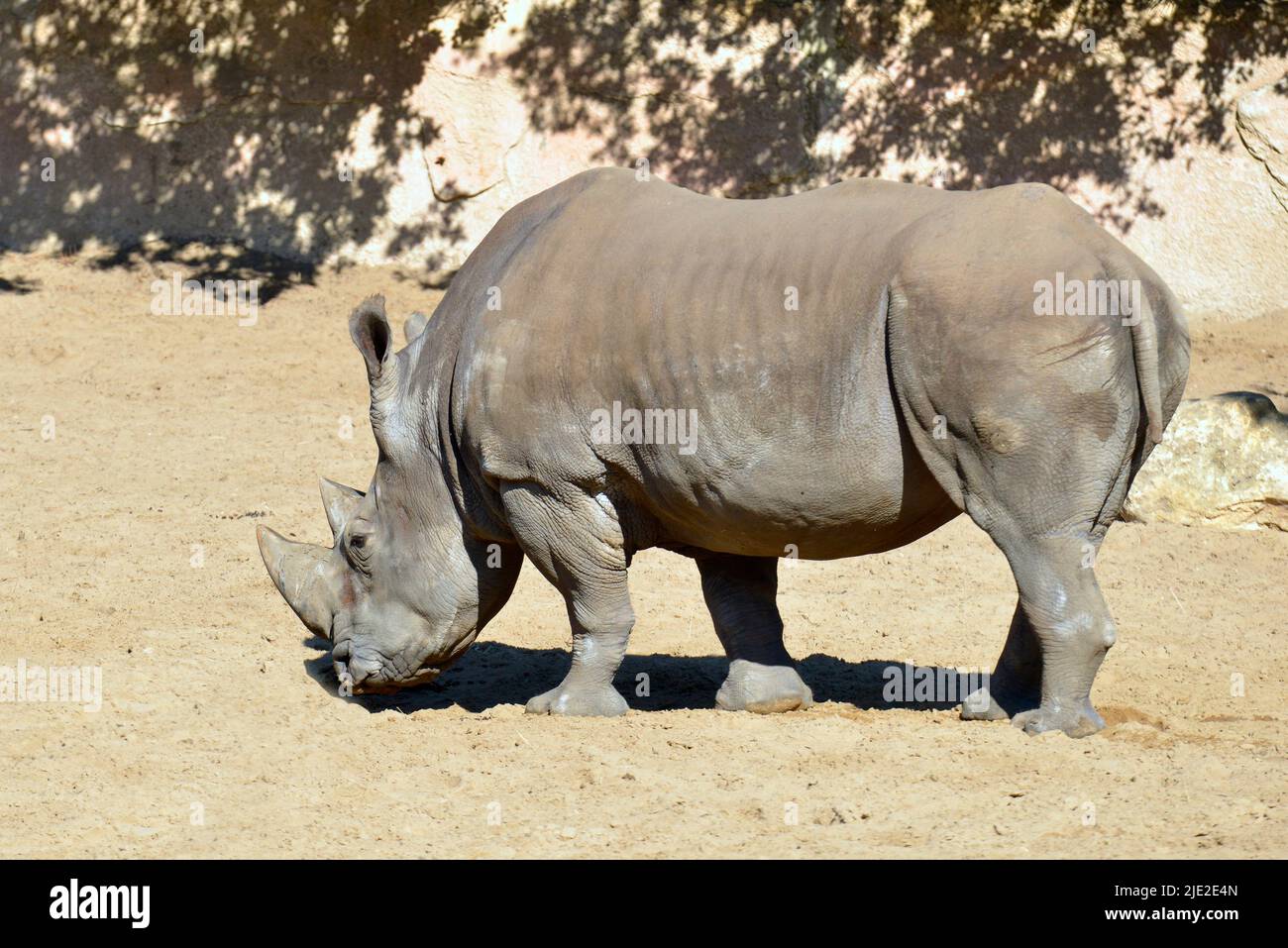 White rhinoceros or square-lipped rhinoceros (Ceratotherium simum) standing on sand Stock Photo
