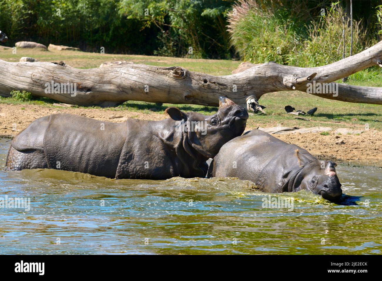 Indian rhinoceros (Rhinoceros unicornis) playing in water Stock Photo