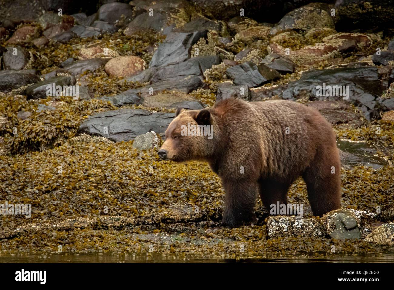 Brown Bear Browsing on the Coast Stock Photo - Alamy