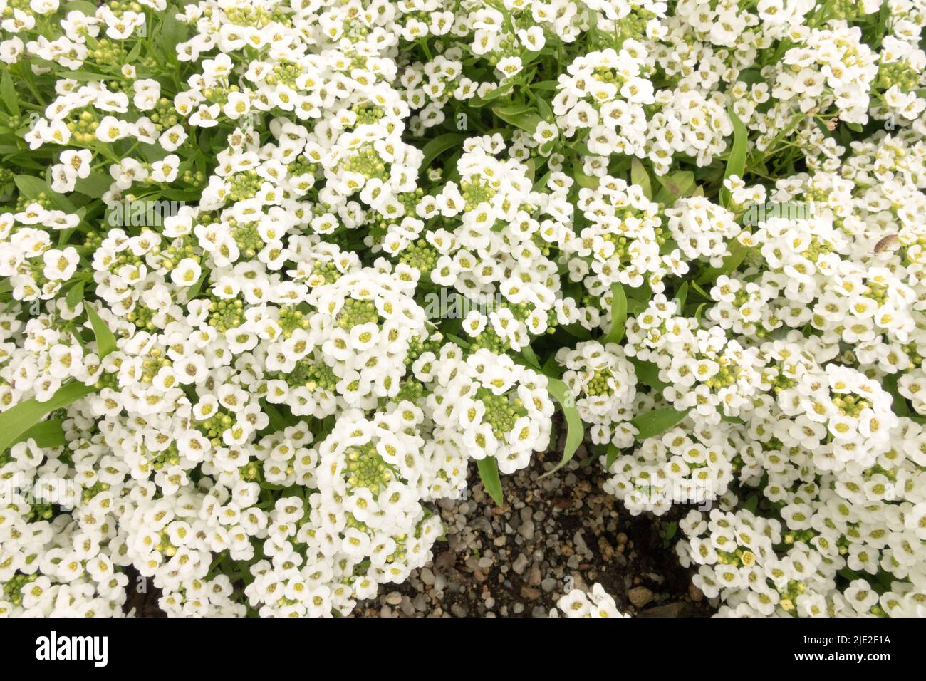 White flower Lobularia maritima "Snow Crystals", Sweet Alyssum Flowers Stock Photo