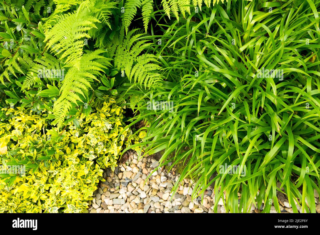 Plants, Growing In Garden, Border, Ending, Luzula, Euonymus Grass Fern Great wood-rush Luzula sylvatica, combinations Stock Photo