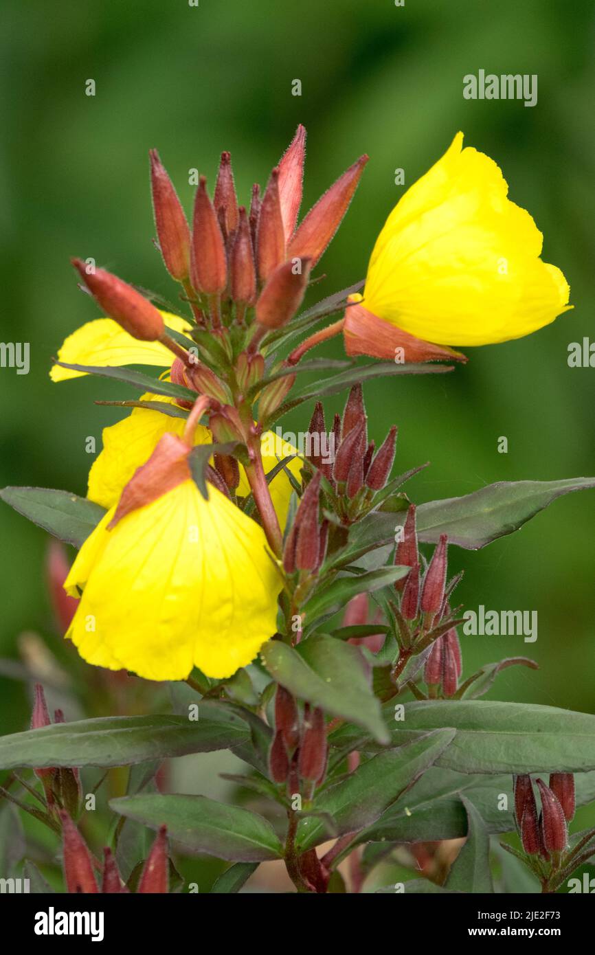 Evening Primrose, Oenothera fruticosa 'Sonnenwende', Oenothera 'Sonnenwende' Stock Photo