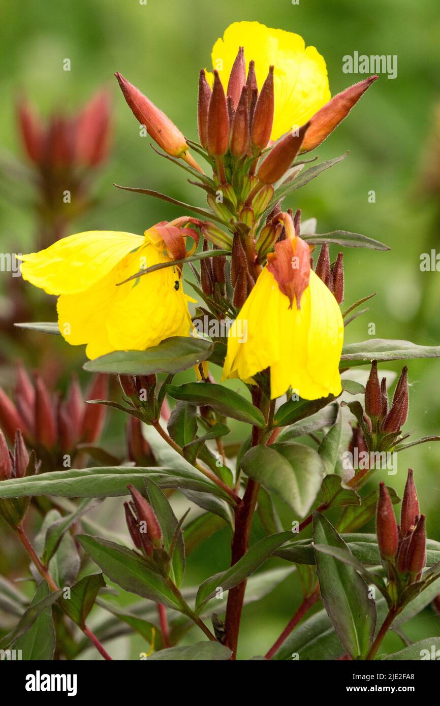 Evening Primrose, Oenothera fruticosa 'Sonnenwende', Oenothera 'Sonnenwende' Stock Photo