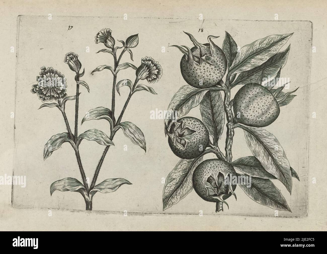 Cuckoo flower and medlar, Cognoscite lilia (series title), Cuckoo flower (Silene dioica) and medlar (Mespilus germanica) numbered 17 and 18., print maker: Crispijn van de Passe (I), (attributed to), after drawing by: Crispijn van de Passe (I), (attributed to), publisher: Crispijn van de Passe (I), print maker: Cologne, after drawing by: Cologne, publisher: Cologne, publisher: London, 1600 - 1604, paper, engraving, height 127 mm × width 205 mm, height 172 mm × width 272 mm Stock Photo