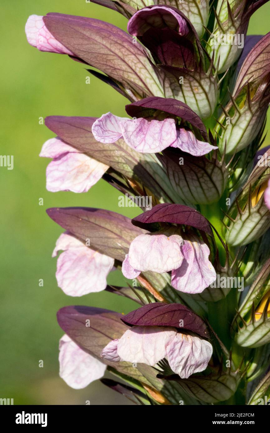 Acanthus hungaricus Flower Close up, Bears Breeches, Bloom Stock Photo
