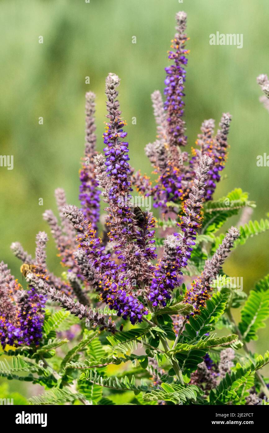 Leadplant, Amorpha fruticosa, Desert Indigo, Flowering, Shrub, Purple, Spikes, False Indigo bush Stock Photo