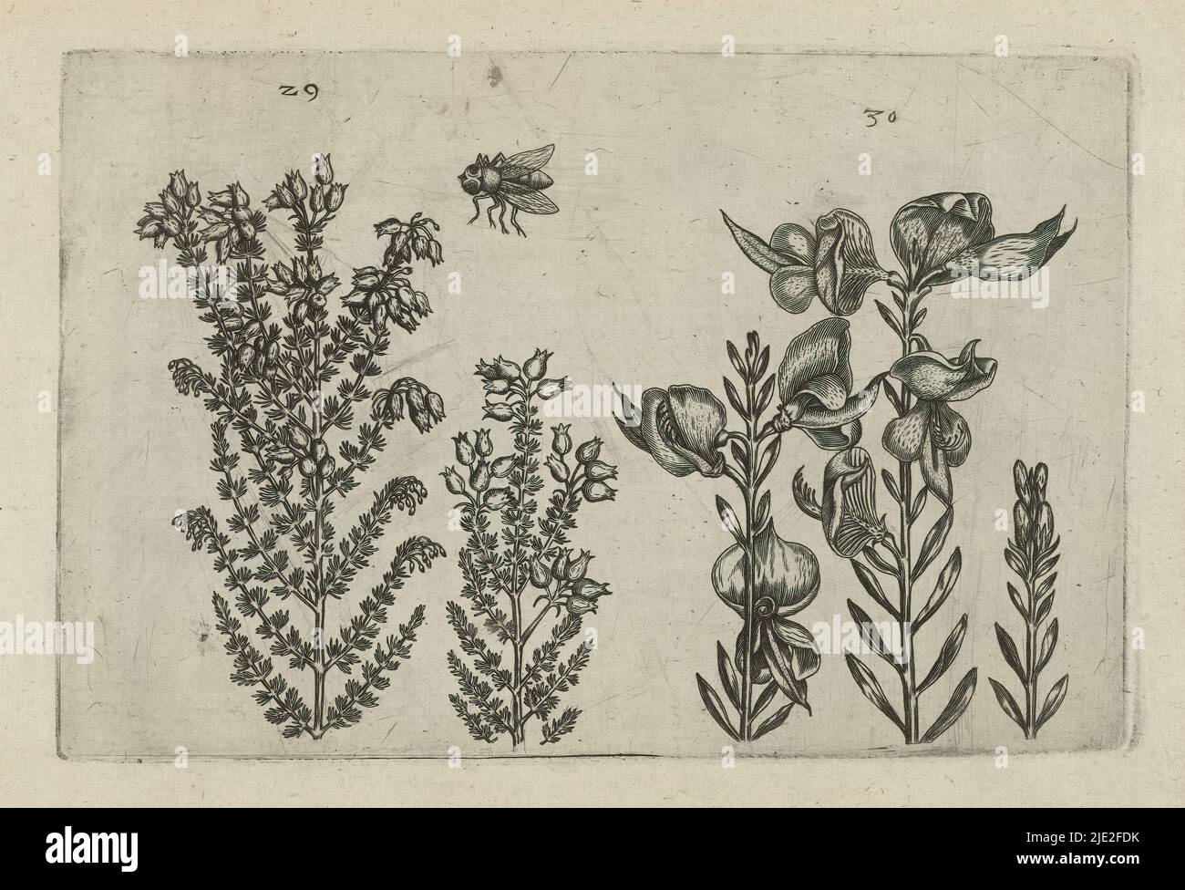 Common heath and broom bush, Cognoscite lilia (series title), Common heath (Erica tetralix) and broom bush (Spartium junceum), numbered 29 and 30. In the middle above a bee., print maker: Crispijn van de Passe (I), (attributed to), after drawing by: Crispijn van de Passe (I), (attributed to), publisher: Crispijn van de Passe (I), print maker: Cologne, after drawing by: Cologne, publisher: Cologne, publisher: London, 1600 - 1604, paper, engraving, height 127 mm × width 205 mm, height 172 mm × width 272 mm Stock Photo