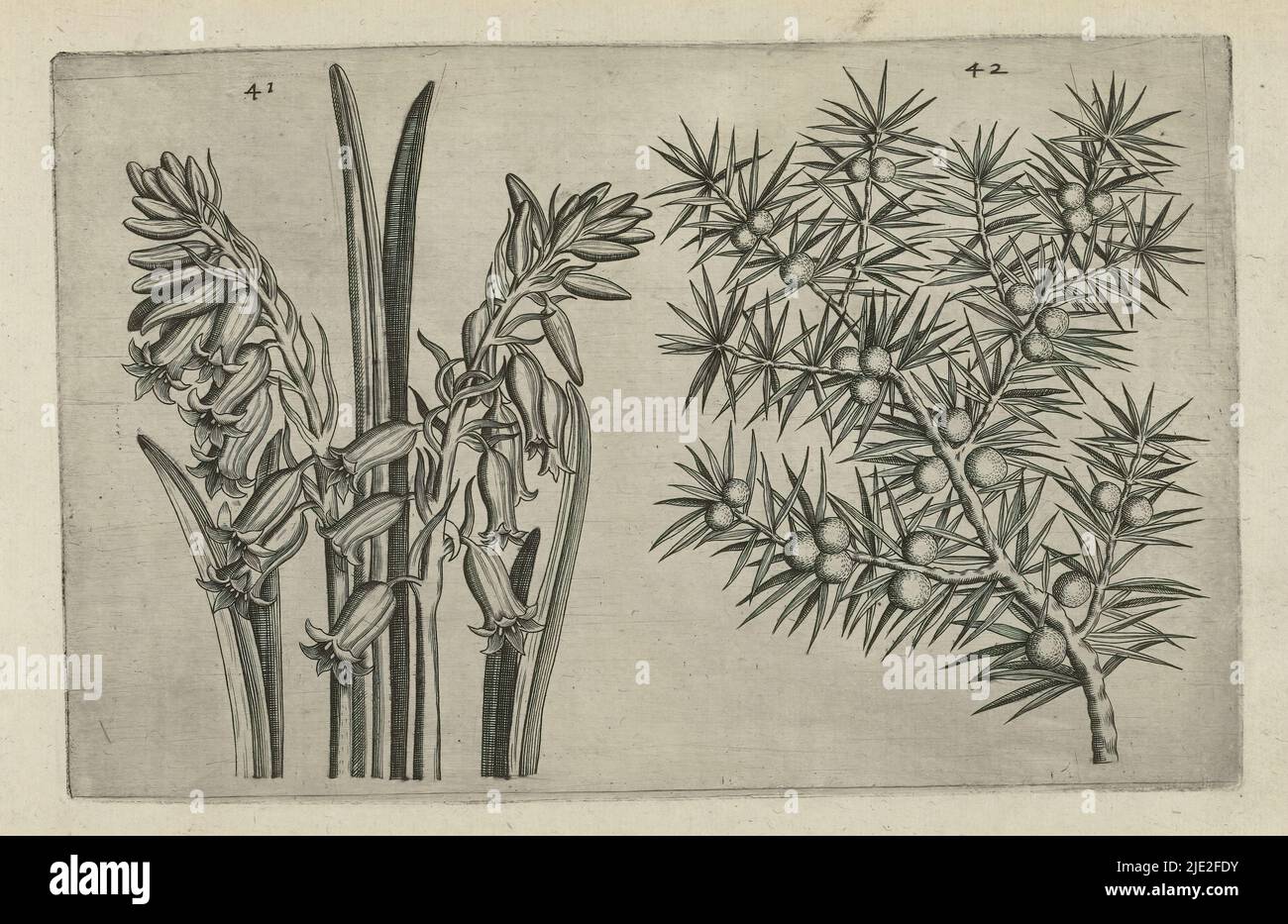 Hyacinth and juniper, Cognoscite lilia (series title), Hyacinth (Hyacinthus orientalis) and juniper (Juniperus communis), numbered 41 and 42., print maker: Crispijn van de Passe (I), (attributed to), after drawing by: Crispijn van de Passe (I), (attributed to), publisher: Crispijn van de Passe (I), print maker: Cologne, after drawing by: Cologne, publisher: Cologne, publisher: London, 1600 - 1604, paper, engraving, height 127 mm × width 205 mm, height 172 mm × width 272 mm Stock Photo