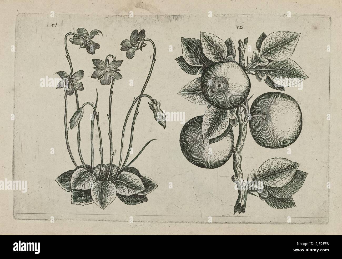 March violet and orange, Cognoscite lilia (series title), March violet (Viola odorata) and orange (Citrus aurantiaca), numbered 51 and 52., print maker: Crispijn van de Passe (I), (attributed to), after drawing by: Crispijn van de Passe (I), (attributed to), publisher: Crispijn van de Passe (I), print maker: Cologne, after drawing by: Cologne, publisher: Cologne, publisher: London, 1600 - 1604, paper, engraving, height 127 mm × width 205 mm, height 172 mm × width 272 mm Stock Photo