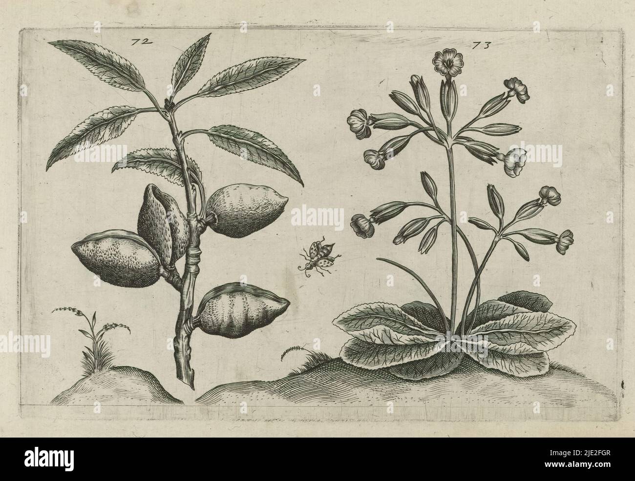 Almond tree and golden primrose, Cognoscite lilia (series title), Almond tree (Prunus dulcis) and golden primrose (Primula veris), numbered 72 and 73. in the middle a fly., print maker: Crispijn van de Passe (I), (attributed to), after drawing by: Crispijn van de Passe (I), (attributed to), publisher: Crispijn van de Passe (I), print maker: Cologne, after drawing by: Cologne, publisher: Cologne, publisher: London, 1600 - 1604, paper, engraving, height 127 mm × width 205 mm, height 172 mm × width 272 mm Stock Photo