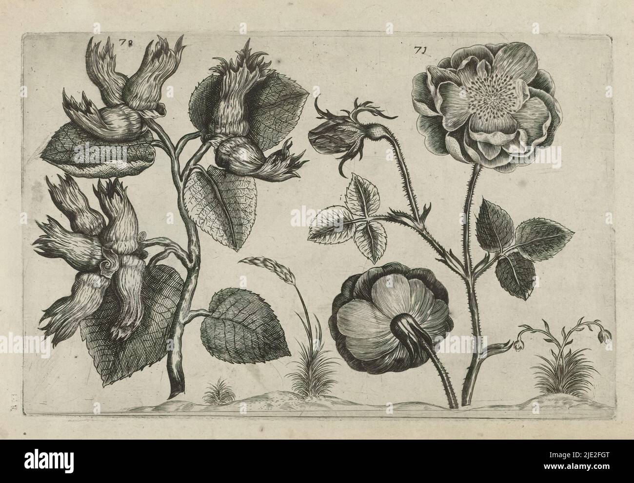 Hazel and rose, Cognoscite lilia (series title), Hazel (Corylus avellana) and rose, numbered 70 and 71., print maker: Crispijn van de Passe (I), (attributed to), after drawing by: Crispijn van de Passe (I), (attributed to), publisher: Crispijn van de Passe (I), print maker: Cologne, after drawing by: Cologne, publisher: Cologne, publisher: London, 1600 - 1604, paper, engraving, height 127 mm × width 205 mm, height 172 mm × width 272 mm Stock Photo