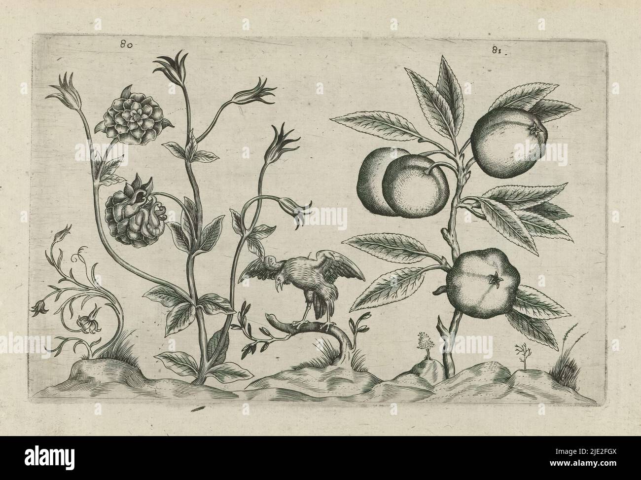 Double Columbine and apple, Cognoscite lilia (series title), Double Columbine (Aquilegia vulgaris) and apple (Malus pumila Miller), numbered 80 and 81. Between them a bird of prey., print maker: Crispijn van de Passe (I), (attributed to), after drawing by: Crispijn van de Passe (I), (attributed to), publisher: Crispijn van de Passe (I), print maker: Cologne, after drawing by: Cologne, publisher: Cologne, publisher: London, 1600 - 1604, paper, engraving, height 127 mm × width 205 mm, height 172 mm × width 272 mm Stock Photo
