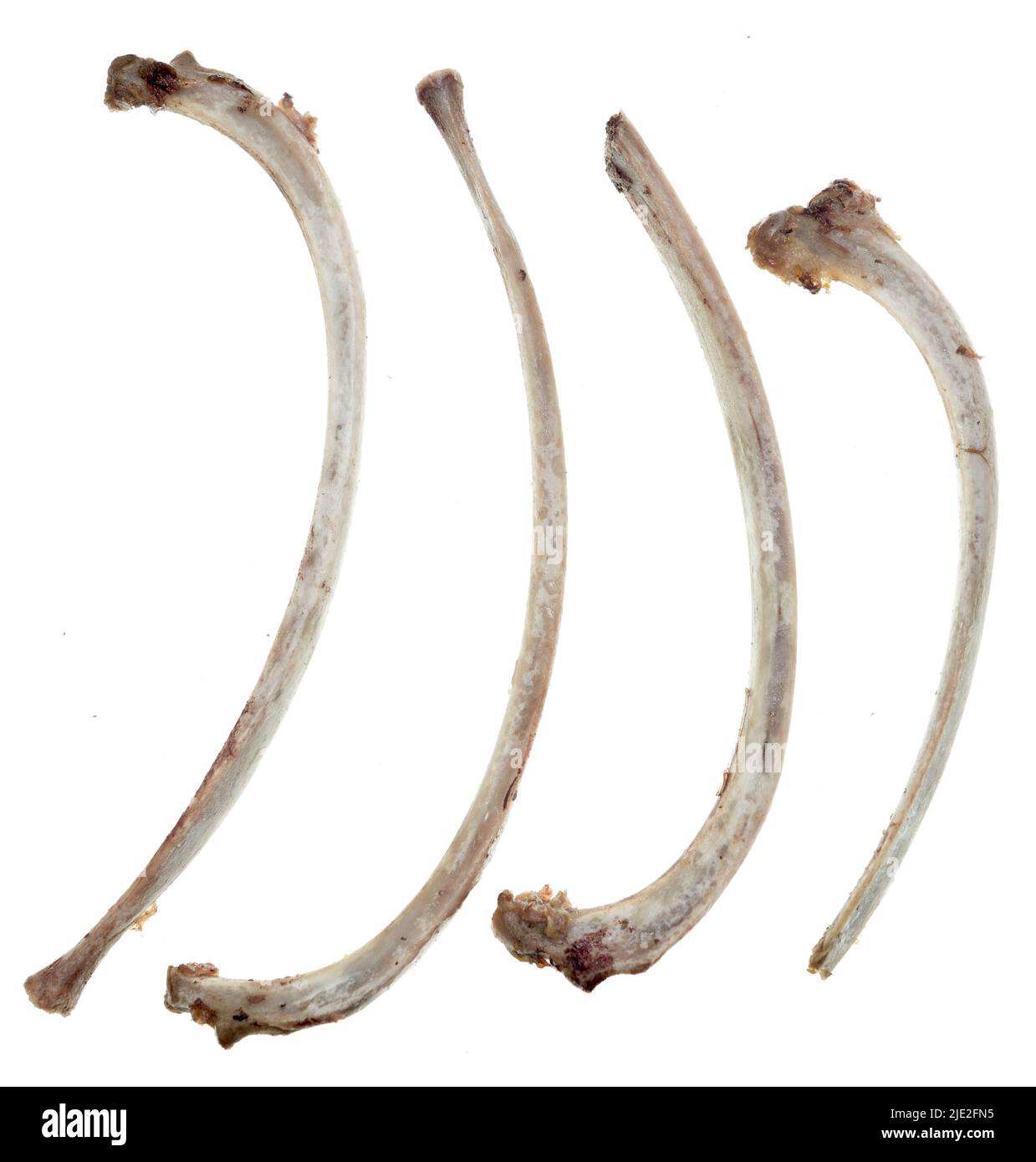 Rib bones hires stock photography and images Alamy