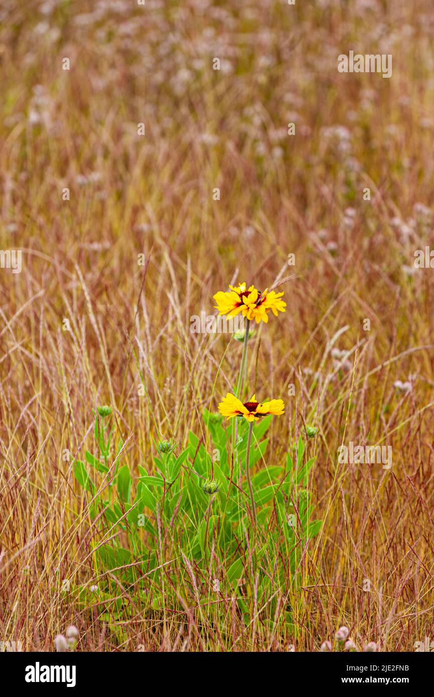 Bright yellow flowers blooming in a field of dry grass in Steveston British Columbia Canada Stock Photo