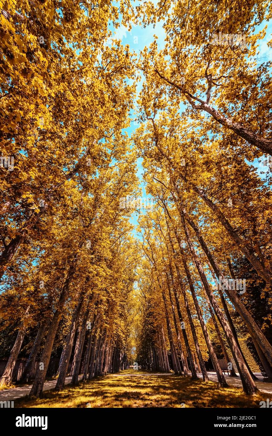 Look up into the forest in autumn Stock Photo