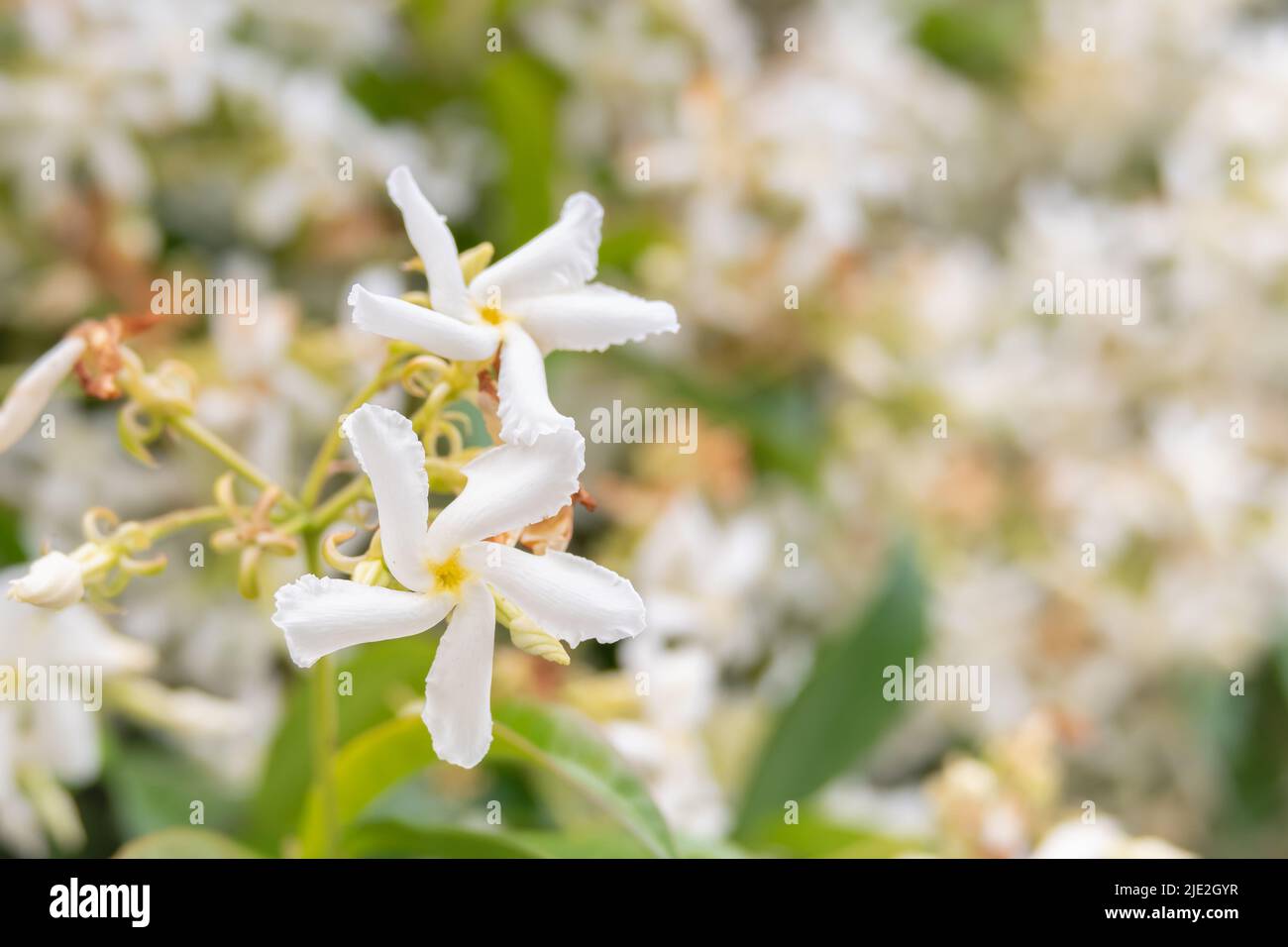 star jasmine flower on blur background trachelospermum jasminoides Stock Photo