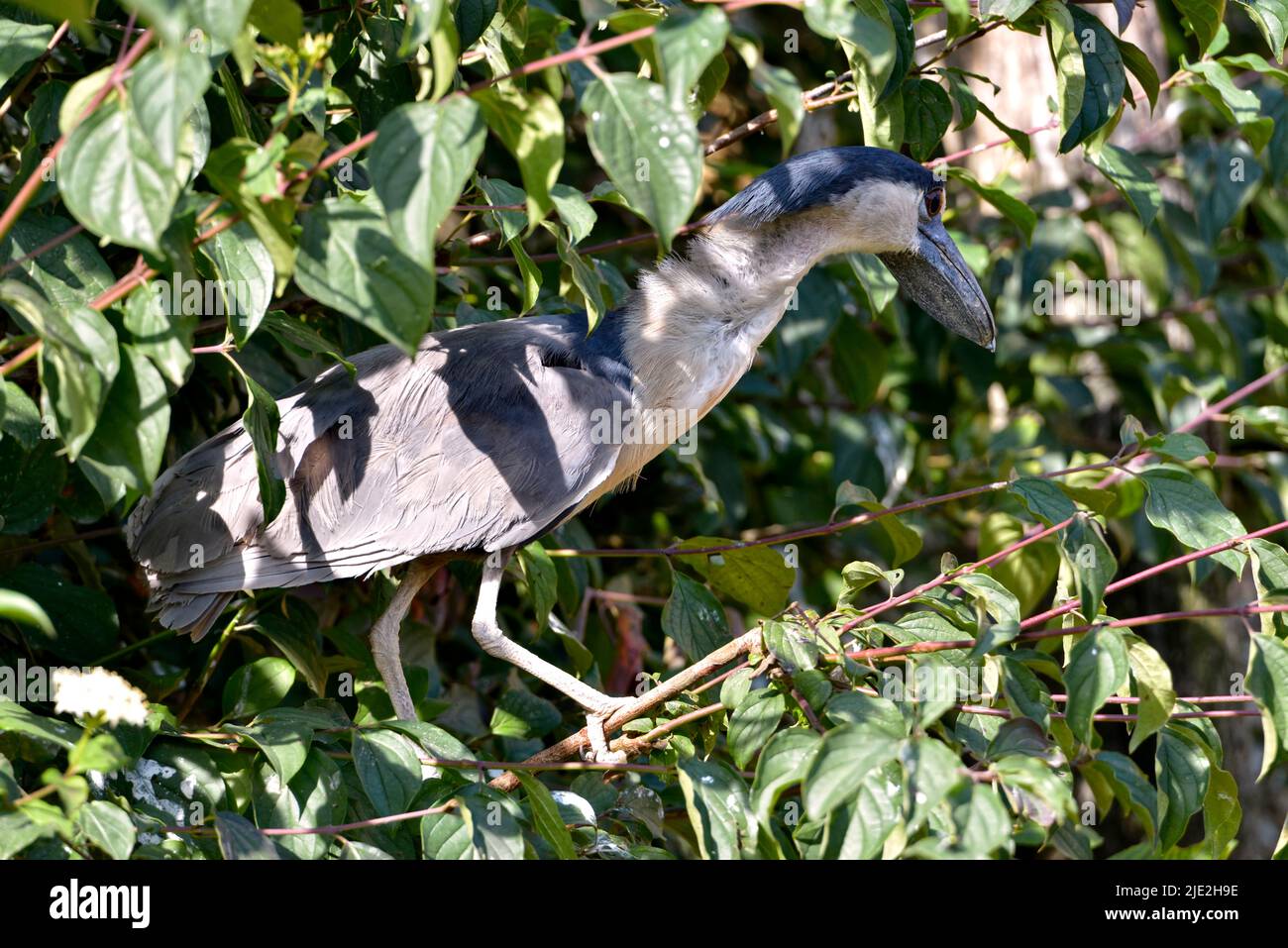 Closeup of boat-billed heron (Cochlearius cochlearius) in a tree and among leaves Stock Photo