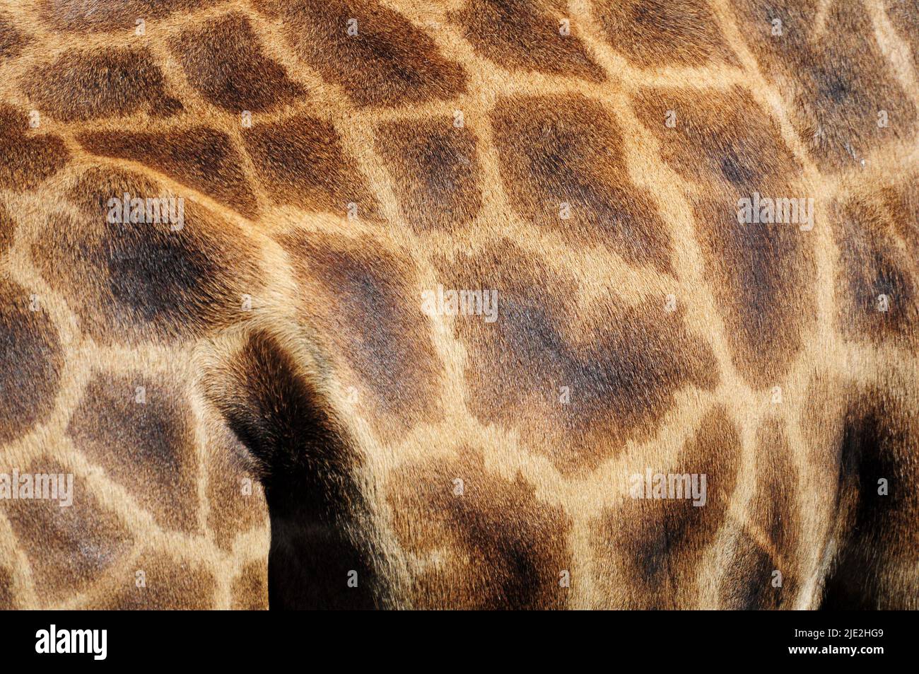 texture made of Giraffe' skin Stock Photo