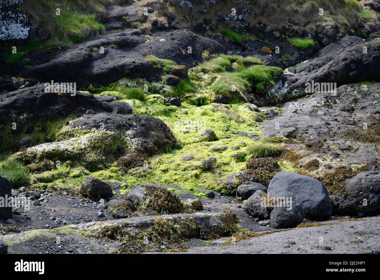 Moss on beach rocks Stock Photo