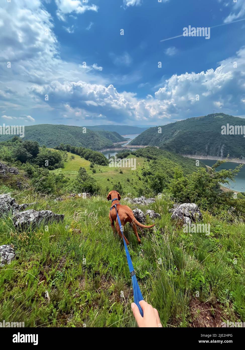 Dog in hiking harness hi-res stock photography and images - Alamy