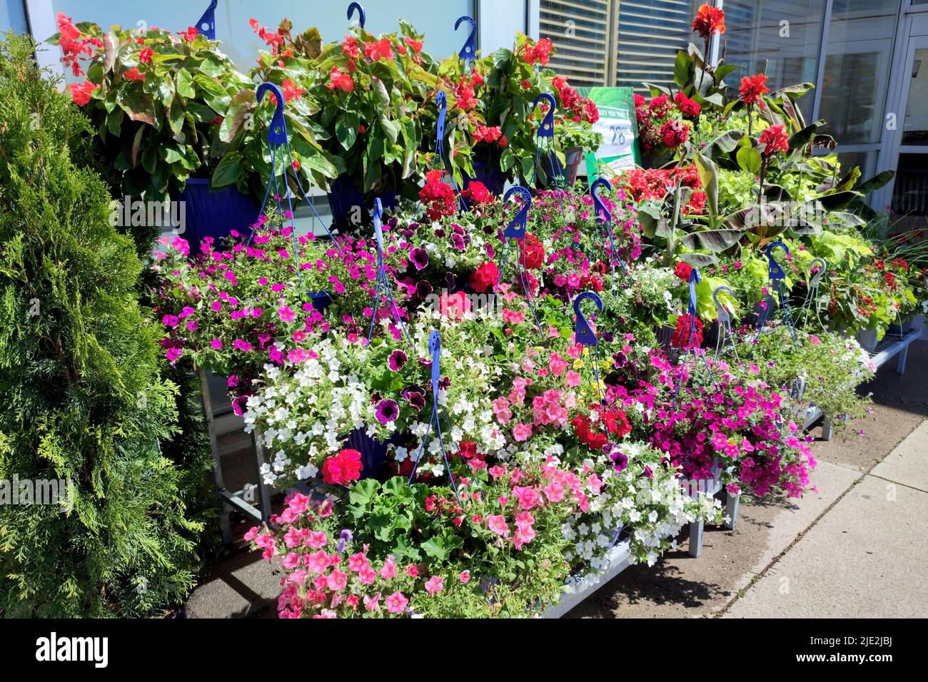 The Garden Centre at the supermarket.  Petunia in a pot. Different plants, flowers, seedlings, fertilizer, garden tool and pots Stock Photo
