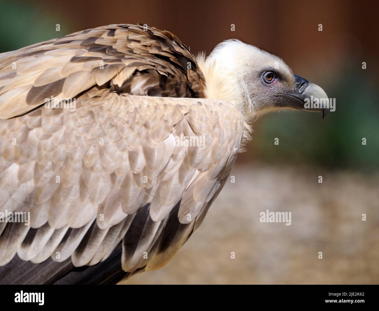Portrait of griffon vulture (Gyps fulvus) seen from profile Stock Photo